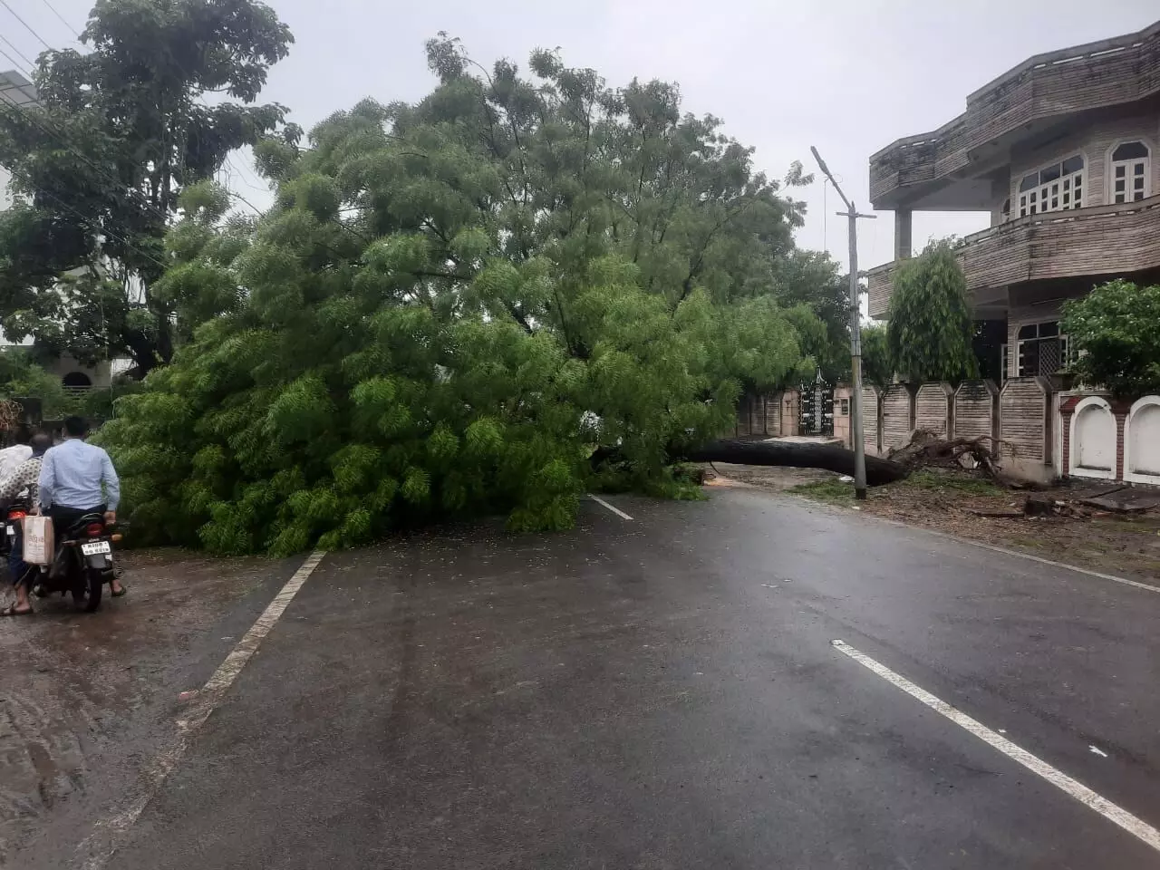 आर.के. कॉलोनी में बारिश से नीम का पेड़ गिरा, यातायात बाधित