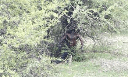 शाहपुरा में महिला व आसींद क्षेत्र में युवक का शव मिला, फैली सनसनी, जांच में जुटी पुलिस