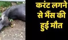 बारिश के चलते खंभे के अर्थिंग वायर में फैला करंट, भैंस व बछड़े की मौत बारिश के चलते खंभे के अर्थिंग वायर में फैला करंट, भैंस व बछड़े की मौत