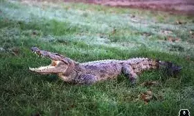 मगरमच्छ:खेत में देखकर डरे ग्रामीण