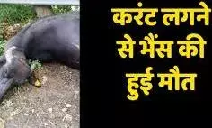 बारिश के चलते खंभे के अर्थिंग वायर में फैला करंट, भैंस व बछड़े की मौत