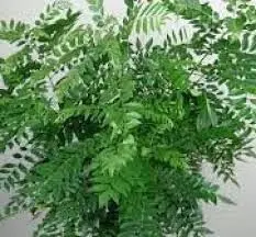 मीठा नीम : स्वाद और सेहत का अनमोल खजाना मीठा नीम : स्वाद और सेहत का अनमोल खजाना