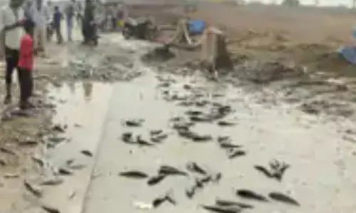 सड़क पर फैली मछलियां लोग ले जाने के लिए जुटे यातायात हुआ प्रभावित