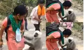बंदर के लिए महिला का छलका मां जैसा प्यार