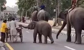 खीरा छीनकर भागते हुए नन्हे हाथी का वीडियो हुआ वायरल!