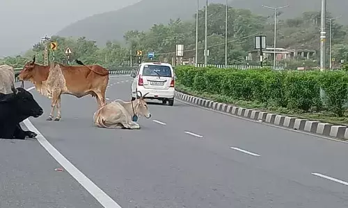 हाईवे पर मवेशियों का जमावड़ा बन रहा दुर्घटनाओं का कारण, सुरक्षा के कोई उपाय नहीं