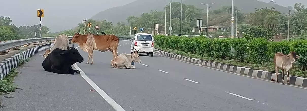 हाईवे पर मवेशियों का जमावड़ा बन रहा दुर्घटनाओं का कारण, सुरक्षा के कोई उपाय नहीं