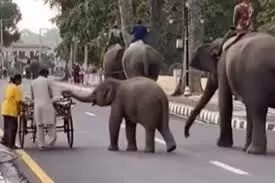 खीरा छीनकर भागते हुए नन्हे हाथी का वीडियो हुआ वायरल!