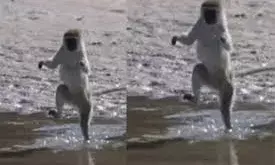 बंदर ने सोशल मीडिया पर मचाया तहलका