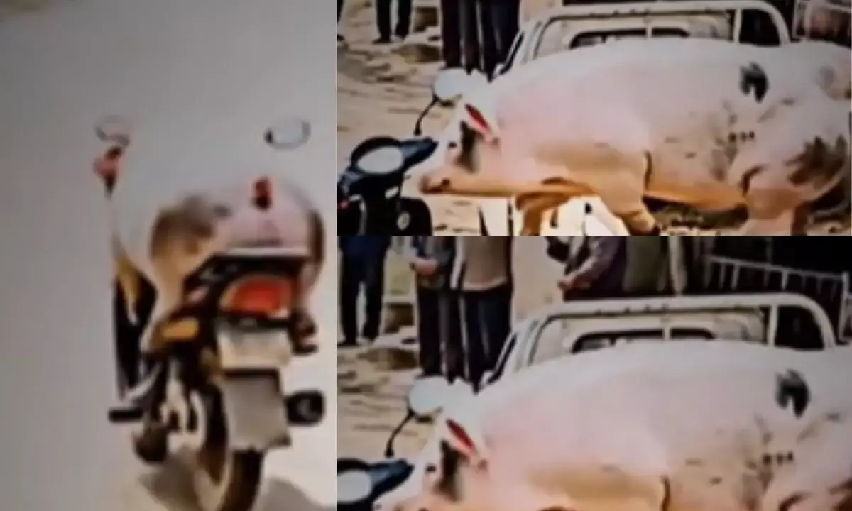 सुअर को चढ़ा स्कूटी चलाने का शौक