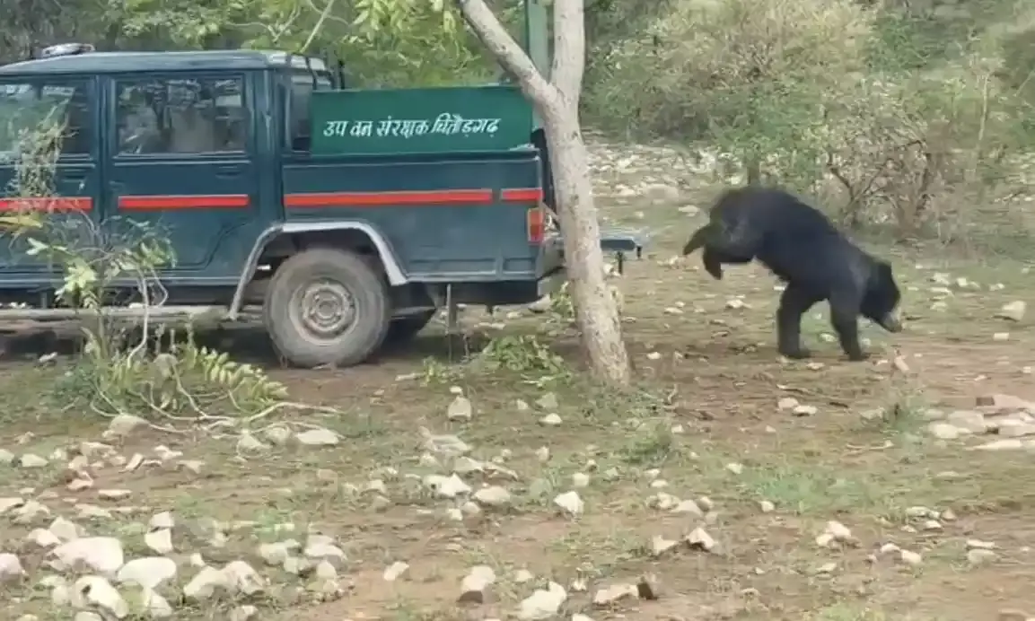 टिनशेड की छत पर पहुँचे भालू का सफल रेस्क्यू, सुरक्षित छोड़ा गया वन्यजीव अभयारण्य में