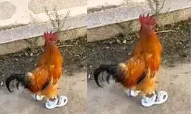 देखते रह गए लोग,जूते पहनकर मुर्गा बना रनर