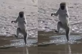 बंदर ने सोशल मीडिया पर मचाया तहलका