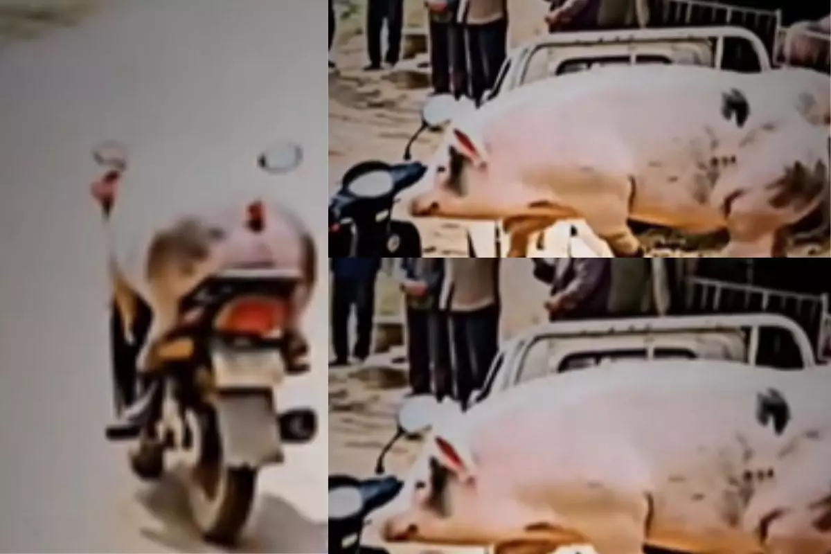 सुअर को चढ़ा स्कूटी चलाने का शौक
