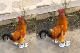 देखते रह गए लोग,जूते पहनकर मुर्गा बना रनर