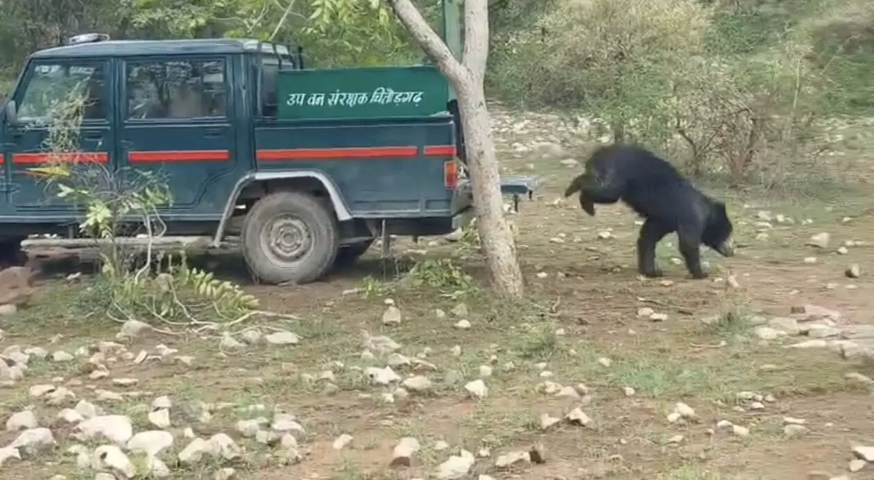 टिनशेड की छत पर पहुँचे भालू का सफल रेस्क्यू, सुरक्षित छोड़ा गया वन्यजीव अभयारण्य में
