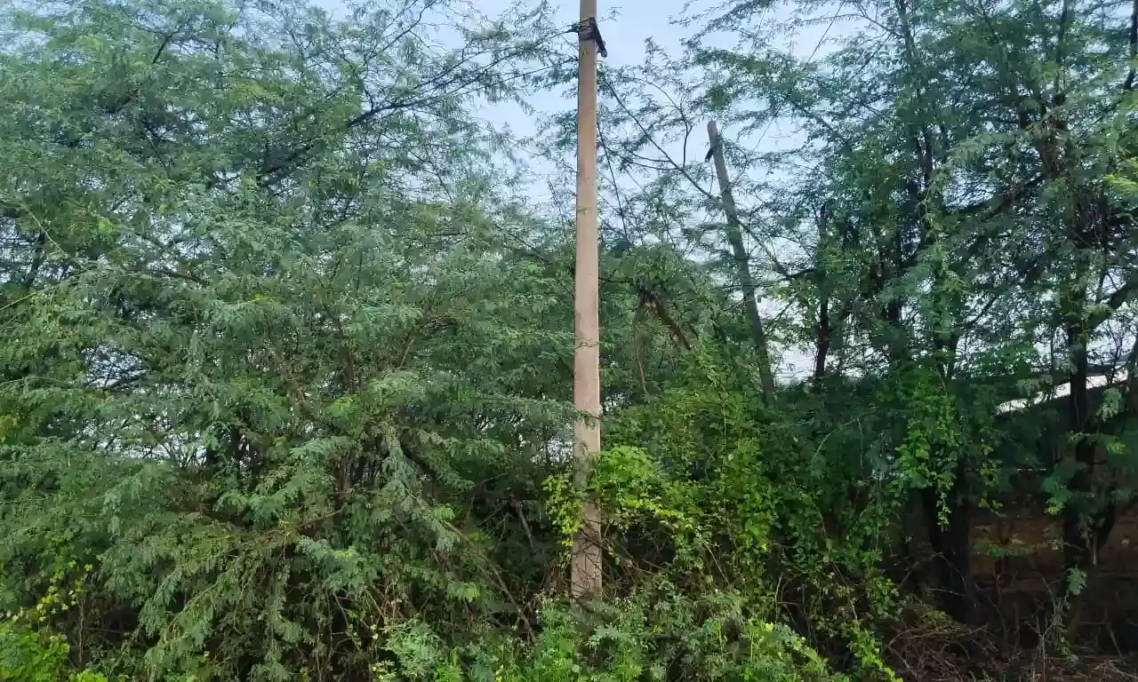 तार झाड़ियों में अटके , करंट का खतरा