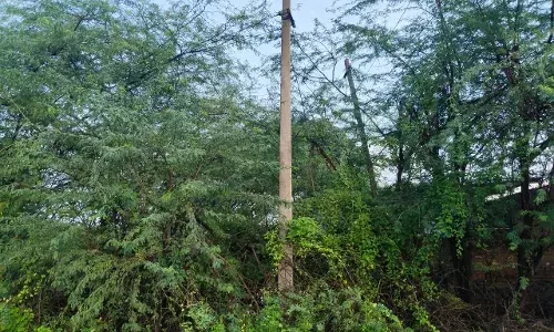 तार झाड़ियों में अटके , करंट का खतरा
