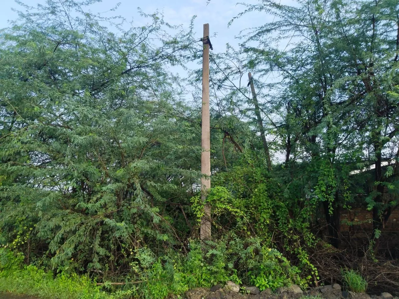 तार झाड़ियों में अटके , करंट का खतरा