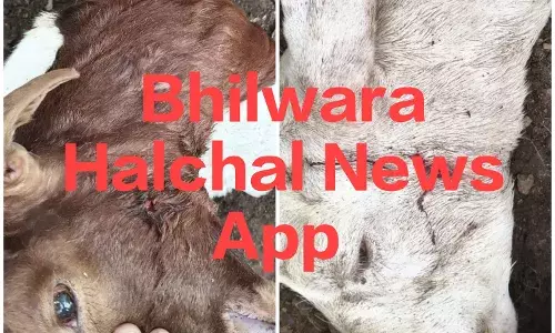 17 बकरियों को मार डाला, 7 बछड़ों को उठा ले गये, दहशत में ग्रामीण