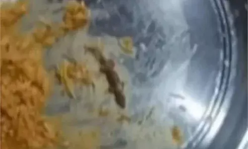 रेस्टोरेंट में खाने की प्लेट में निकली मरी छिपकली रेस्टोरेंट में खाने की प्लेट में निकली मरी छिपकली