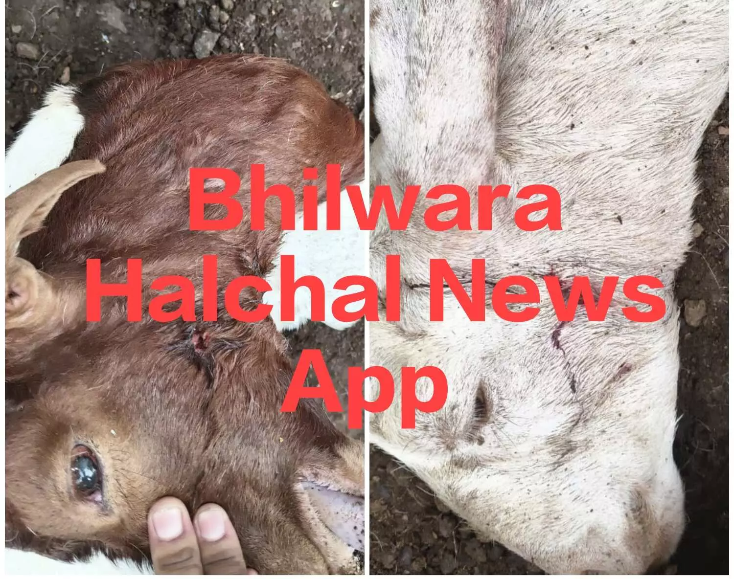 17 बकरियों को मार डाला, 7 बछड़ों को उठा ले गये, दहशत में ग्रामीण 17 बकरियों को मार डाला, 7 बछड़ों को उठा ले गये, दहशत में ग्रामीण