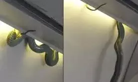 विमान में मिला सांप, यात्रियों में मचा हड़कंप विमान में मिला सांप, यात्रियों में मचा हड़कंप