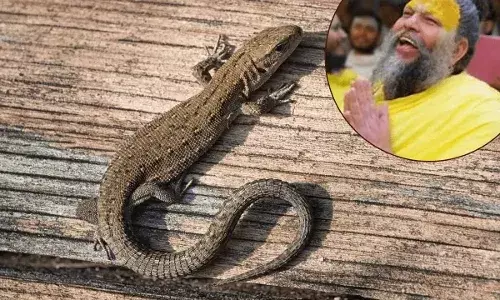 घर में छिपकली का रहना शुभ या अशुभ, जानें वास्तु शास्त्र और प्रेमानंद महाराज से संकेत
