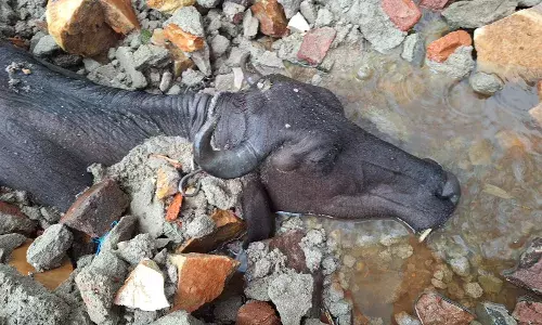 मंगरोप इलाके में बारिश -नोहरे की दीवार गिरने से गाय-भैंस की मौत, दो तालाब छलके, मंगरोप मार्ग बंद