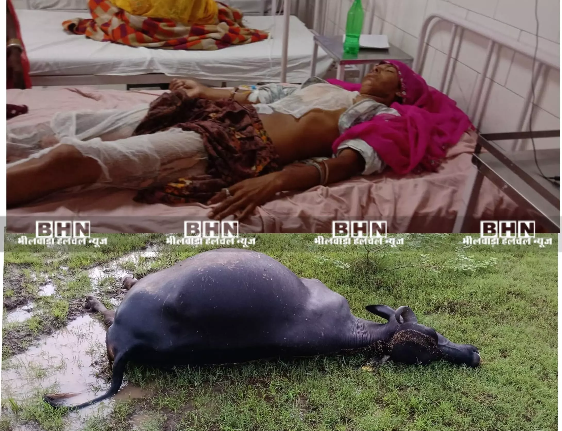 खेत पर आकाशीय बिजली गिरने से महिला झुलसी, भैंस की हुई मौत