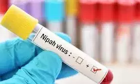 भारत में वापस आया खतरनाक निपाह वायरस ,फिर से आने वाली है महामारी? भारत में वापस आया खतरनाक निपाह वायरस ,फिर से आने वाली है महामारी?