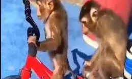 मैं निकला साइकिल ले के! बंदर ने दिखाई अपनी राइडिंग स्किल्स