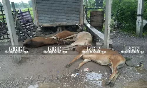करंट लगने से पांच गायों की मौत