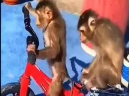 मैं निकला साइकिल ले के! बंदर ने दिखाई अपनी राइडिंग स्किल्स