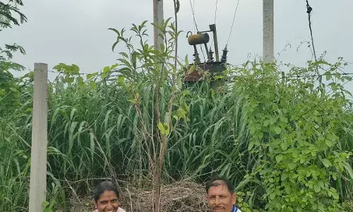 नगीन बाई की स्मृति में 51 पौधे लगाए
