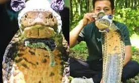 सांप को पहनाकर बंदर टोपी, बना दिया ‘बेबी नाग’!