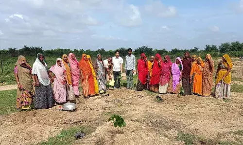 वृक्षारोपण किया