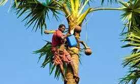 हैदराबाद में मिलावटी ताड़ी पीने से दो लोगों की मौत, 28 अस्पताल में भर्ती