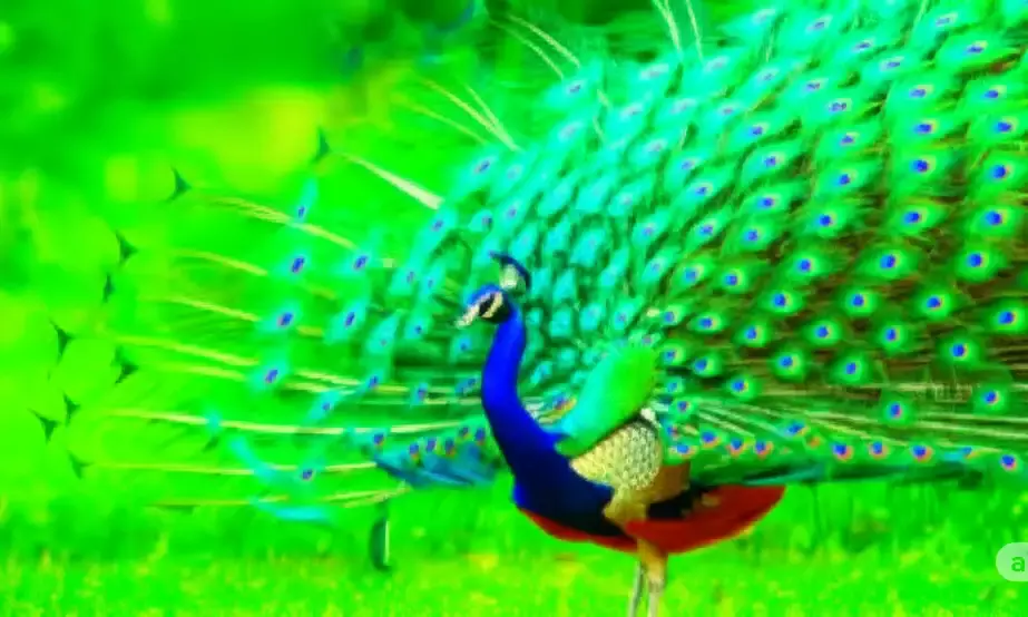 क्या मोर का नाचना सचमुच बारिश का संकेत है? जानिए इसके पीछे का वैज्ञानिक रहस्य!