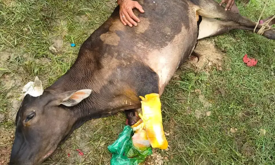 गंभीर हादसे में गौमाता के दोनों पैर कटे, समय पर उपचार से बची जान