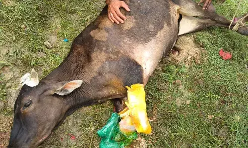 गंभीर हादसे में गौमाता के दोनों पैर कटे, समय पर उपचार से बची जान