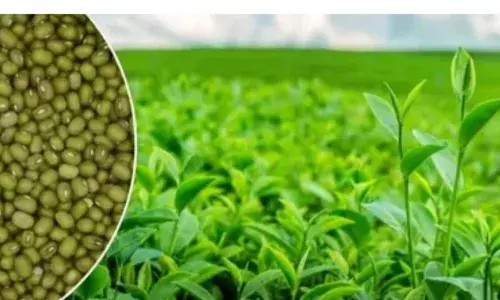सेहत वाली मूंग की दाल परोस रही हे कैंसर, लंग्स, किडनी, लिवर फेल्योर, पार्किसंस रोग