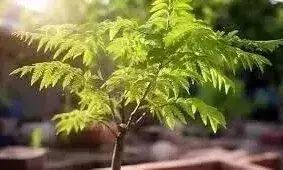 संगम समूह का पौधा व ट्रीगार्ड वितरण अभियान16 से