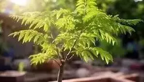 संगम समूह का पौधा व ट्रीगार्ड वितरण अभियान16 से संगम समूह का पौधा व ट्रीगार्ड वितरण अभियान16 से