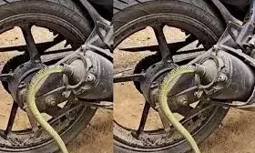 बाइक के साइलेंसर को सांप ने बनाया घर