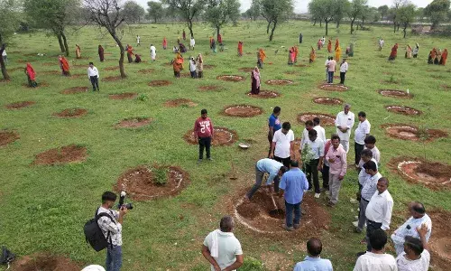 खेडिया के चारागाह में कार्मिकों ने स्वयं के खर्च से लगाए 600 पौधे