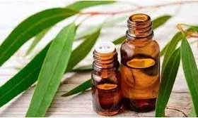 सर्दी-खांसी, दर्द का रामबाण इलाज है ‘नीलगिरी