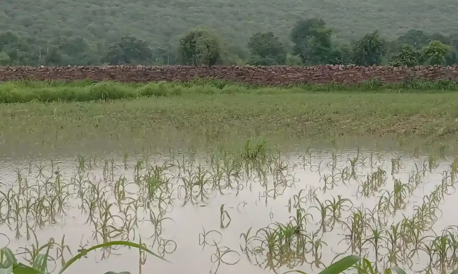 बारिश के कारण फसलें पानी में डूबी नुकसान बारिश के कारण फसलें पानी में डूबी नुकसान