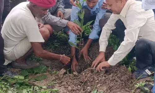 वृक्षारोपण कार्यक्रम आयोजित