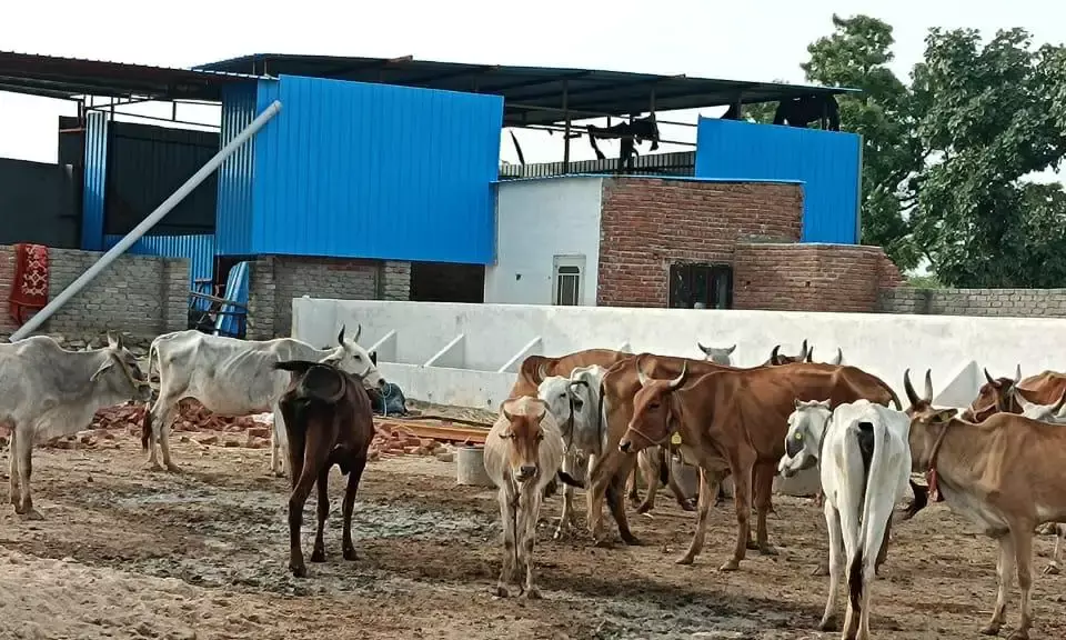 गौशाला में बनेगा बड़ा शेड, गौमाताओं को मिलेगा राहत का आसरा